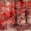 Fototapeta Crimson Forest – Czerwony Las we Mgle