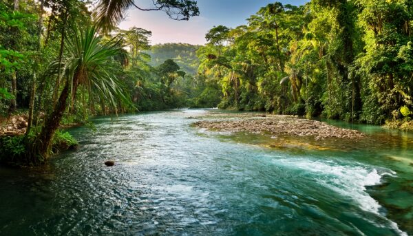 Fototapeta Jungle River – Rzeka w Tropikalnym Lesie