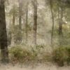 Fototapeta Misty Woods – Zielony Las we Mgle