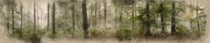 Fototapeta Misty Woods – Zielony Las we Mgle
