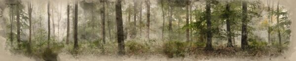 Fototapeta Misty Woods – Zielony Las we Mgle